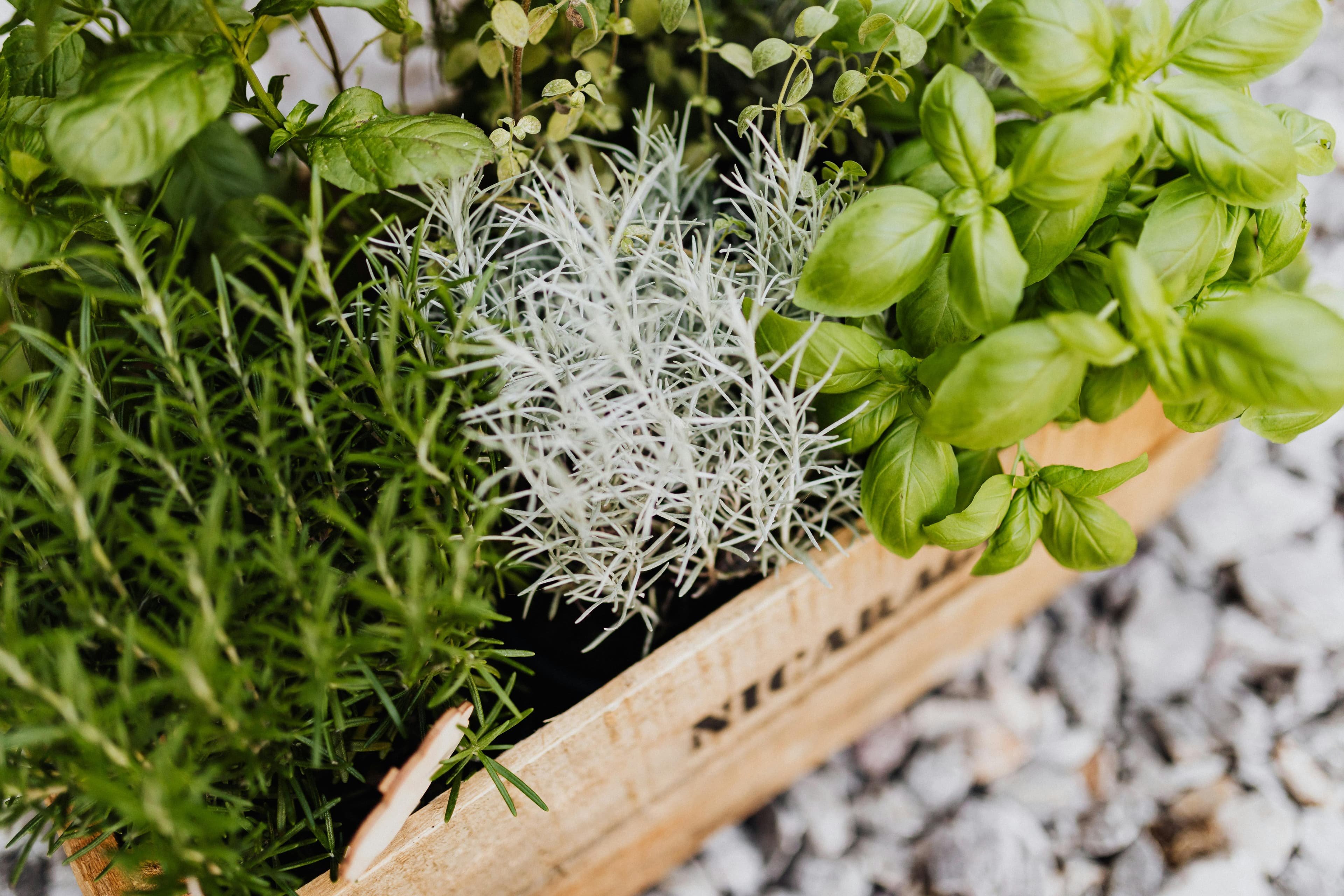 A Guide to 10 Easy Herbs for Every Filipino Home — Care Tips, Culinary Uses, and Beginner Hacks
