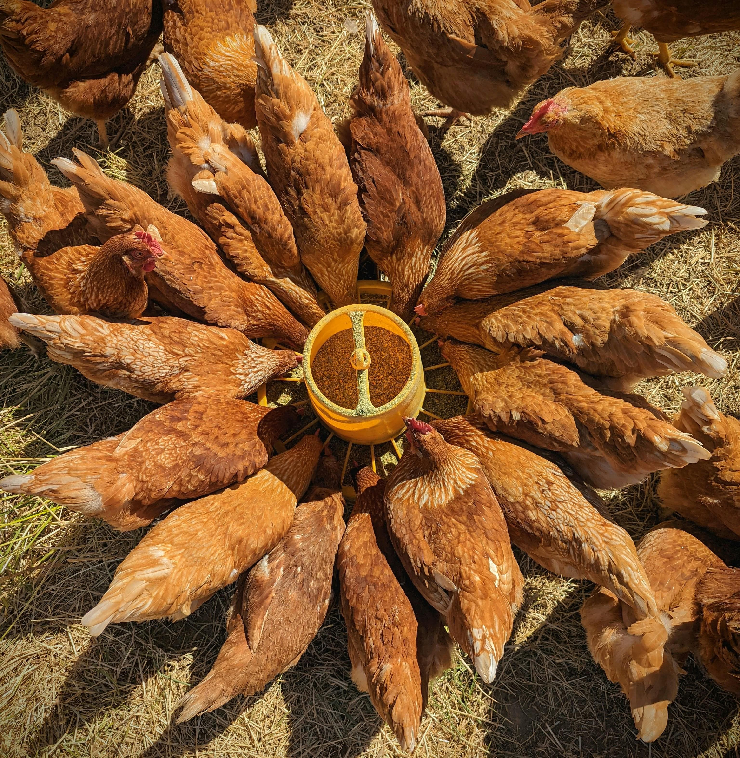 Feeds for Chicken Philippines: A Complete Guide to Poultry Nutrition — Life Stages, Feed Textures, and Practical Farming Tips