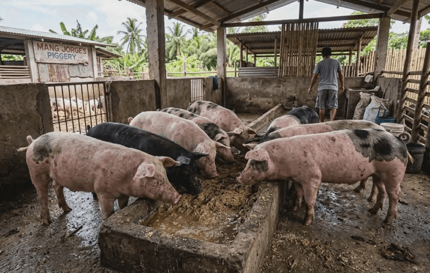 The Practical Guide to the Best Feeds for Piglets in the Philippines — Stages, Key Ingredients, Top Brands, and Feeding Tips