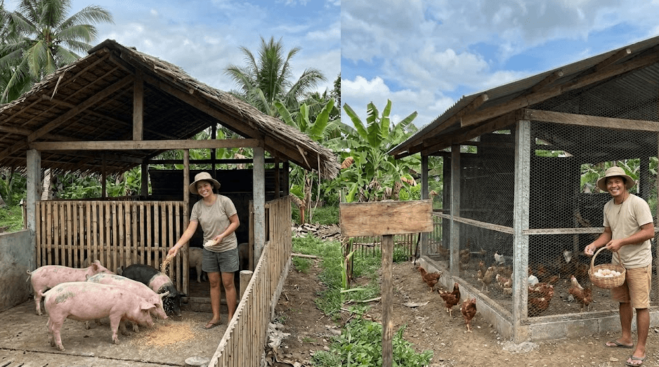 The Beginner’s Guide to Starting a Piggery vs. Poultry Farm — Comparing Income Cycles, Labor Requirements, and Startup Costs
