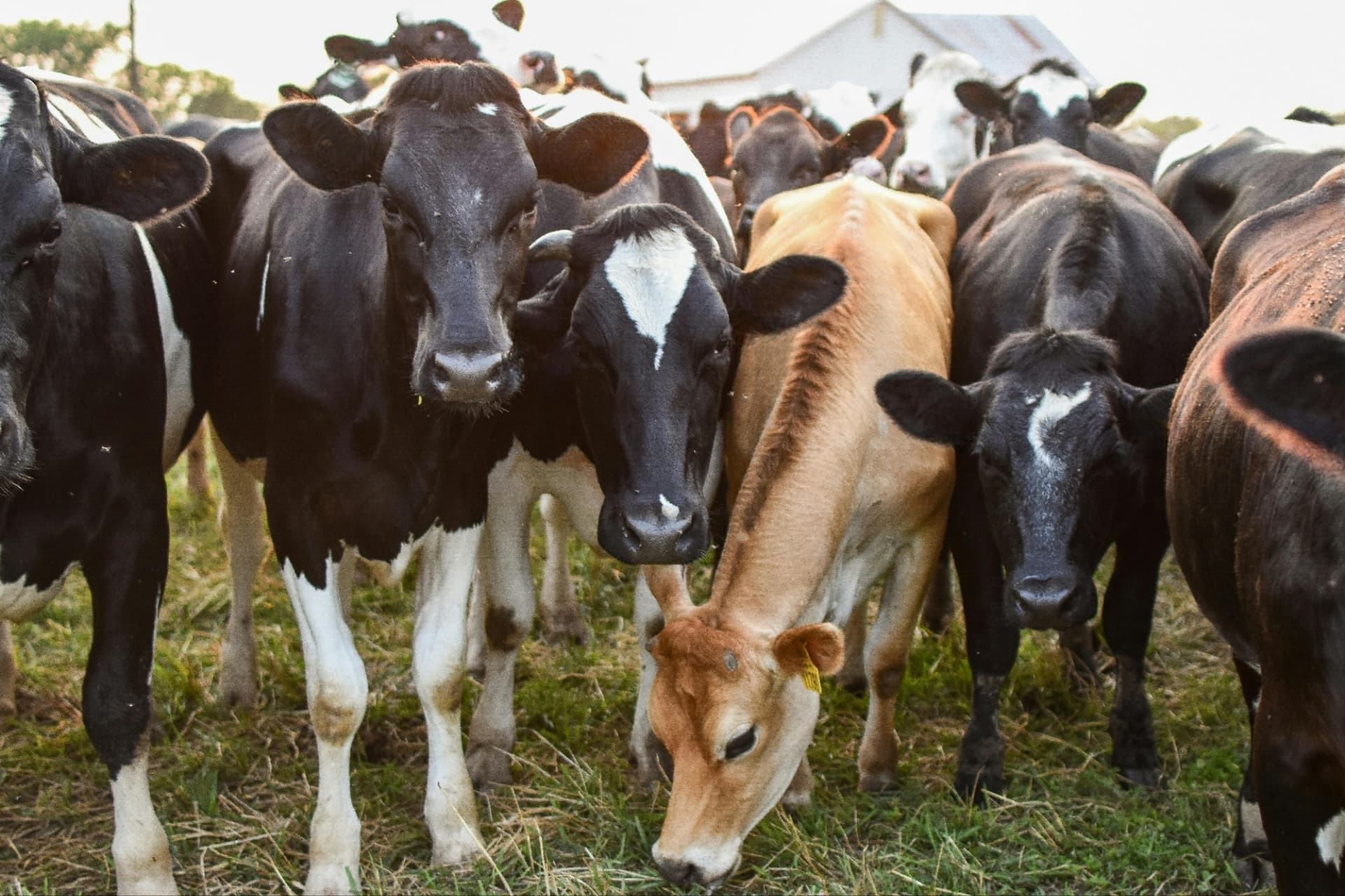 The Top Guide to Starting Your Backyard Farm with Livestock  — How to Pick Your Animal, Prepare Your Space, and Connect with Local Raisers