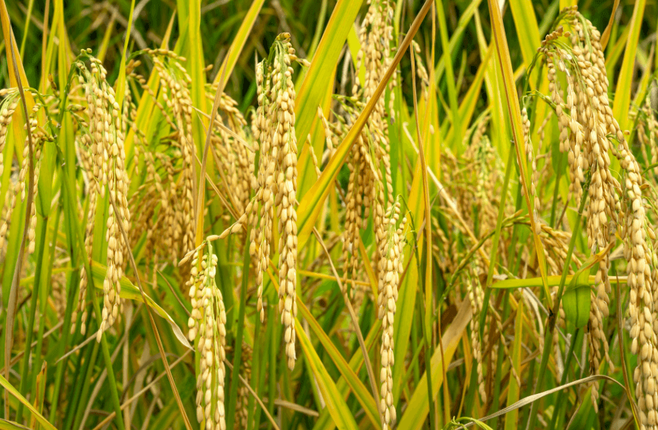 Top 5 Rice Seed Varieties for a High-Yield Harvest — Care Tips, Field Uses, and Farmer Success Hacks