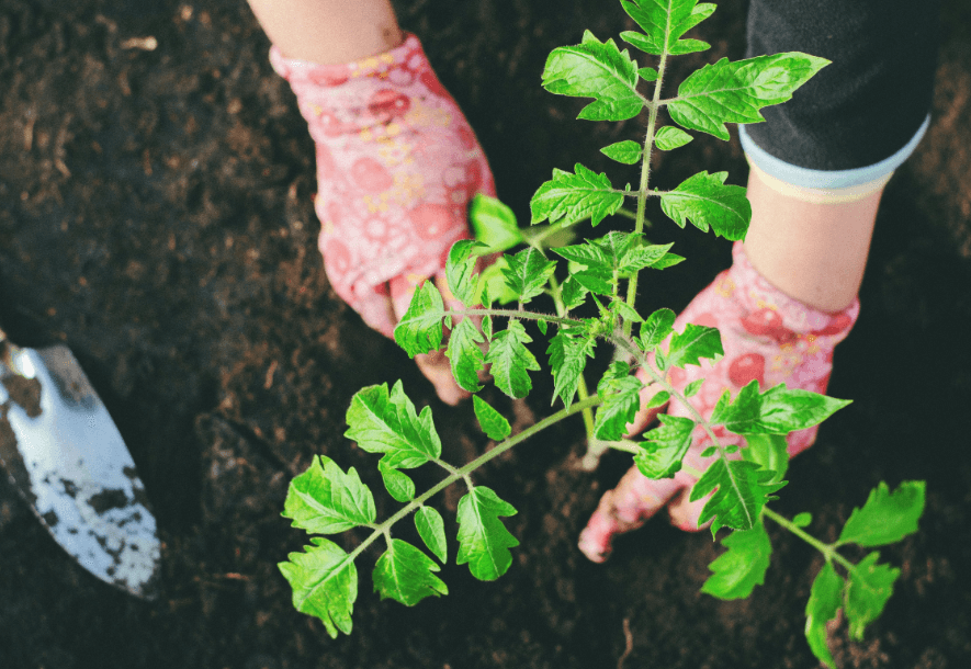 5 Grafted Fruits to Fast-Track Your Backyard Orchard — Expert Growing Guides, Premium Nursery Varieties, and Tips for Home Gardeners