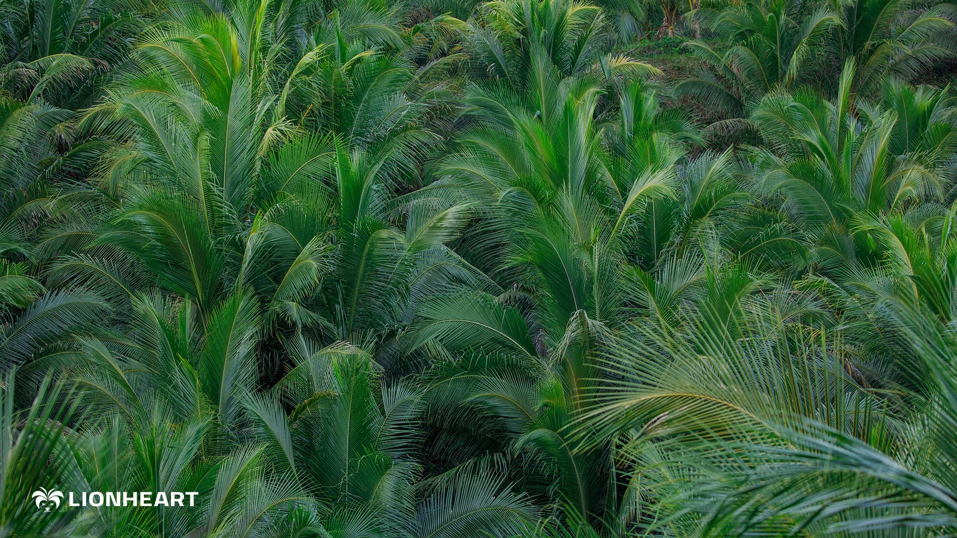 Lionheart Farms Coconut Products: A Palawan Pantry of Suka, Aminos & Syrup  