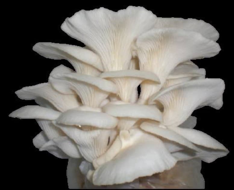 Fresh Oyster mushroom 