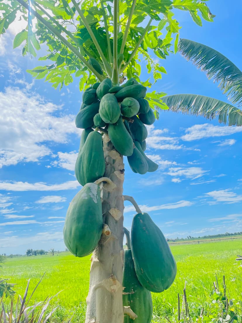 Papaya for sale