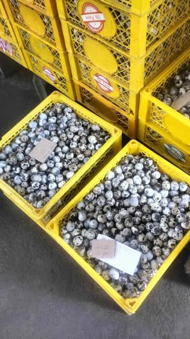 Fresh Quail eggs from farm
