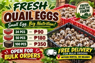 Fresh quail eggs