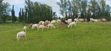 Cross Bred Anglo/Saanen Goats