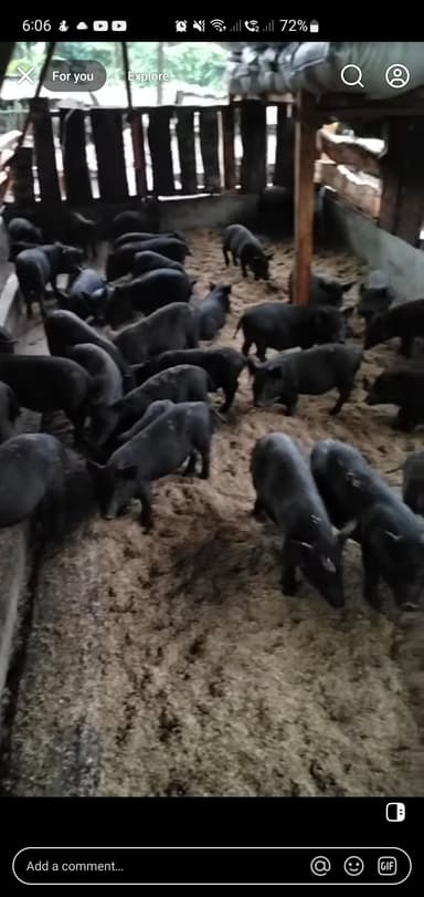 Native pig / letchunin