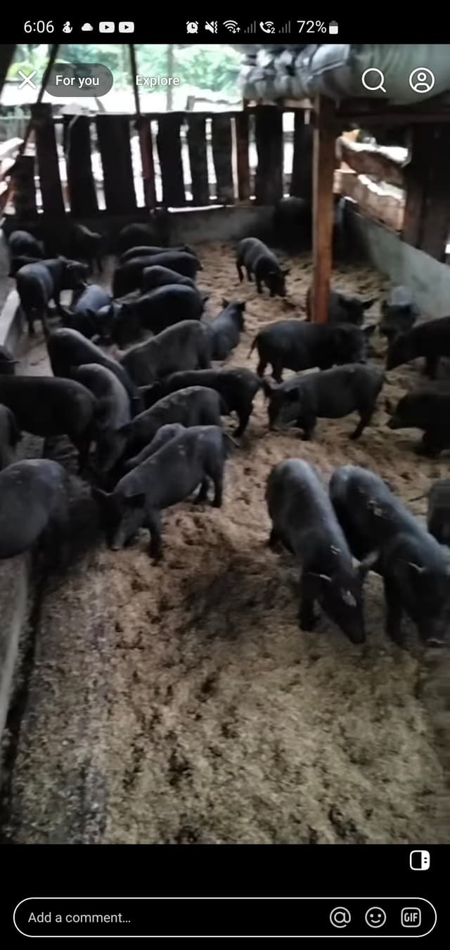 Native pig / letchunin