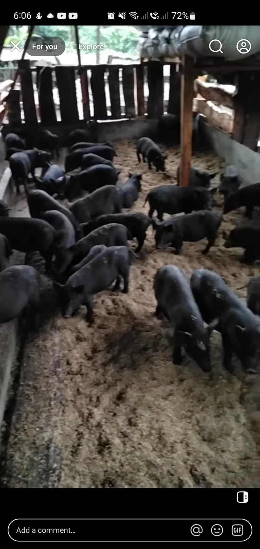 Native pig / letchunin
