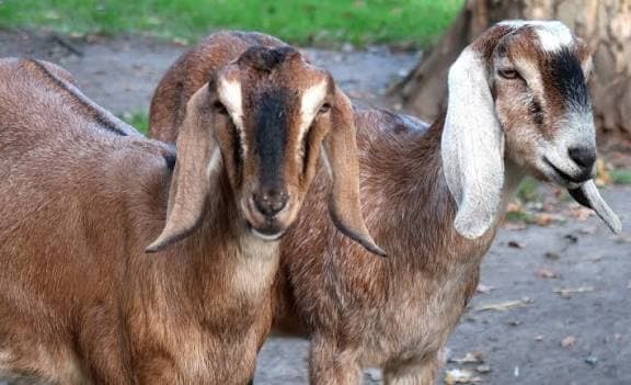 LOOKING FOR GOATS 