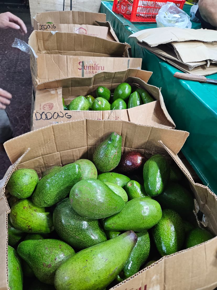 AVOCADO AVOCADO AVOCADO