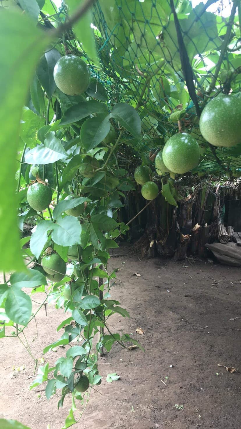 Passion Fruits