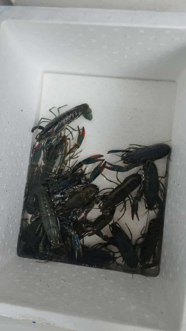 Australian Red Claw