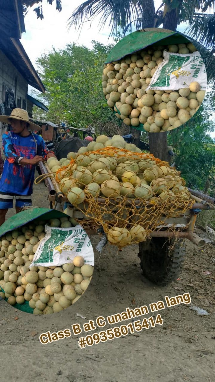 Sweet Melon Class A & B DIRECT FARM!! 🍈
