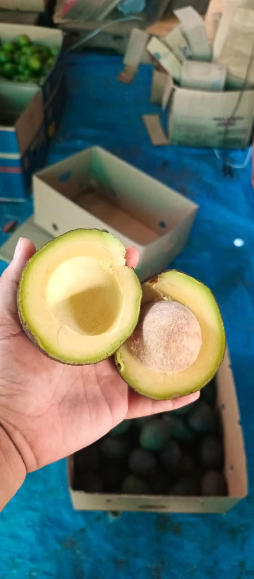 AVOCADO HASS VARIETY