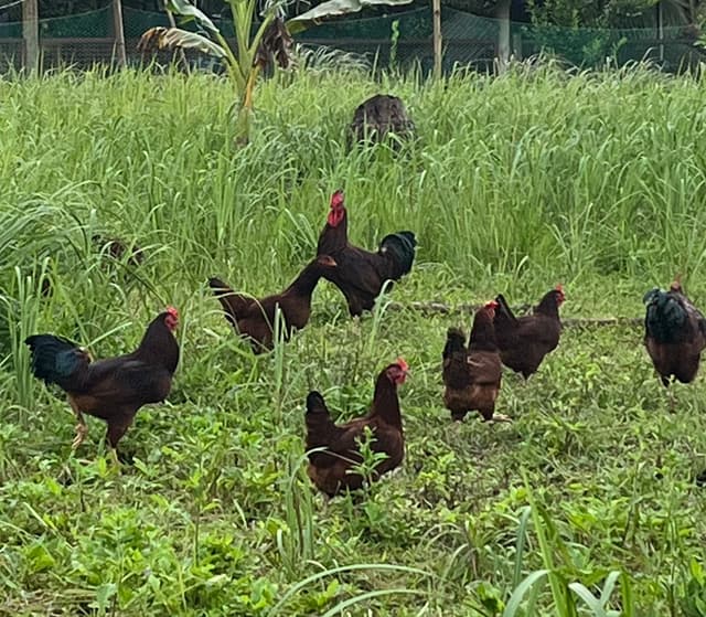 Rhode island red