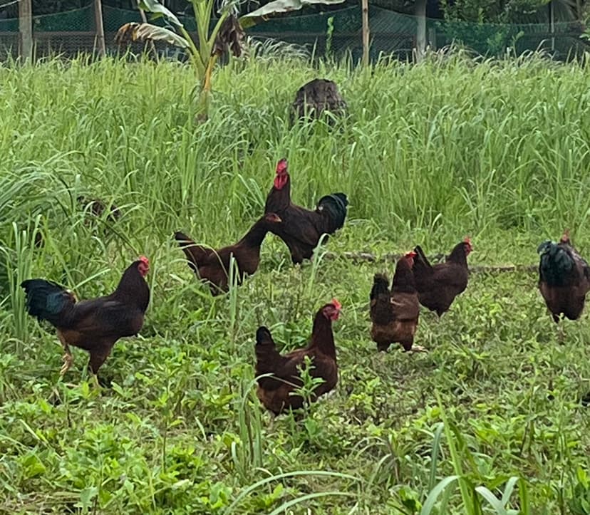 Rhode island red