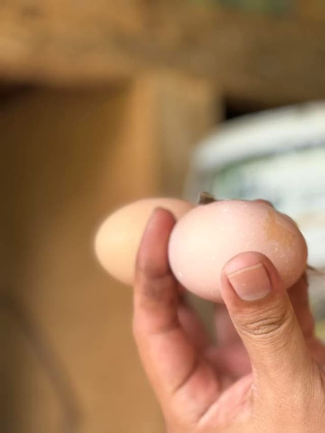  Brown Eggs