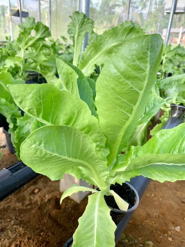 Lettuce hydroponic 