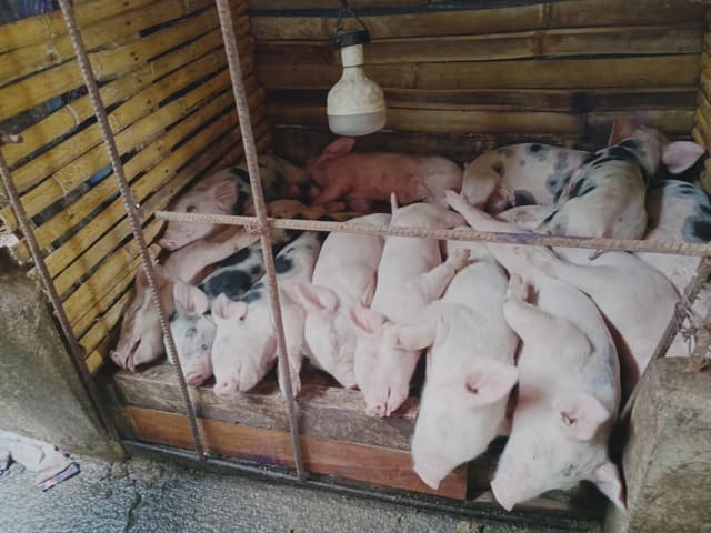 For sale piglets 