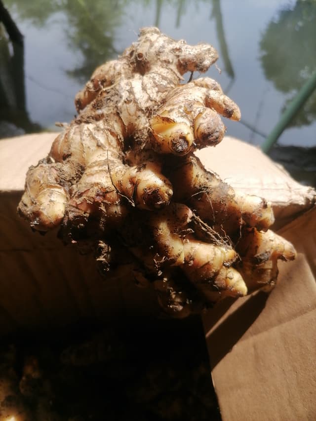 Luya/Ginger from mindoro