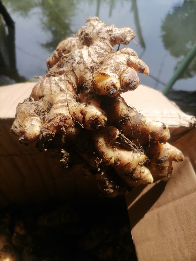 Luya/Ginger from mindoro