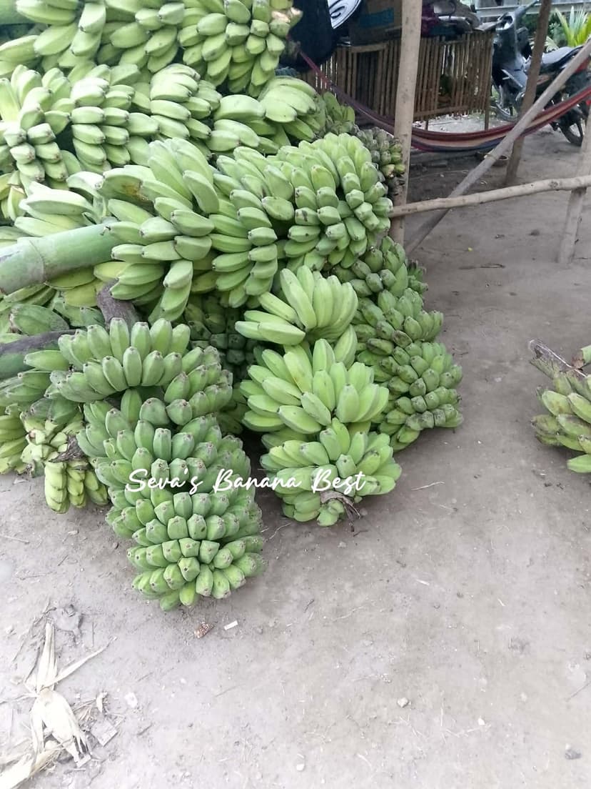 NATIVE SABA DAVAO BAGGING