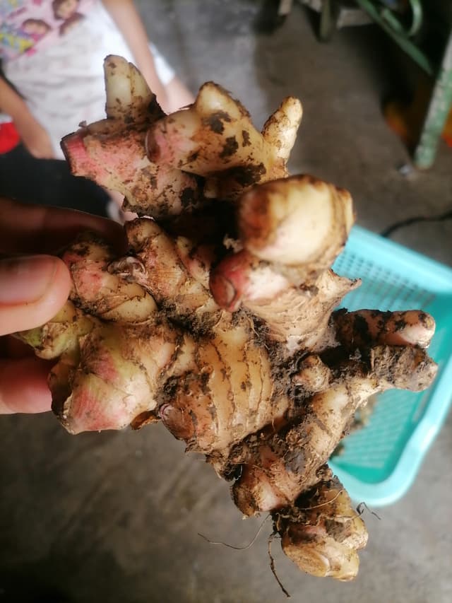 luya /ginger 