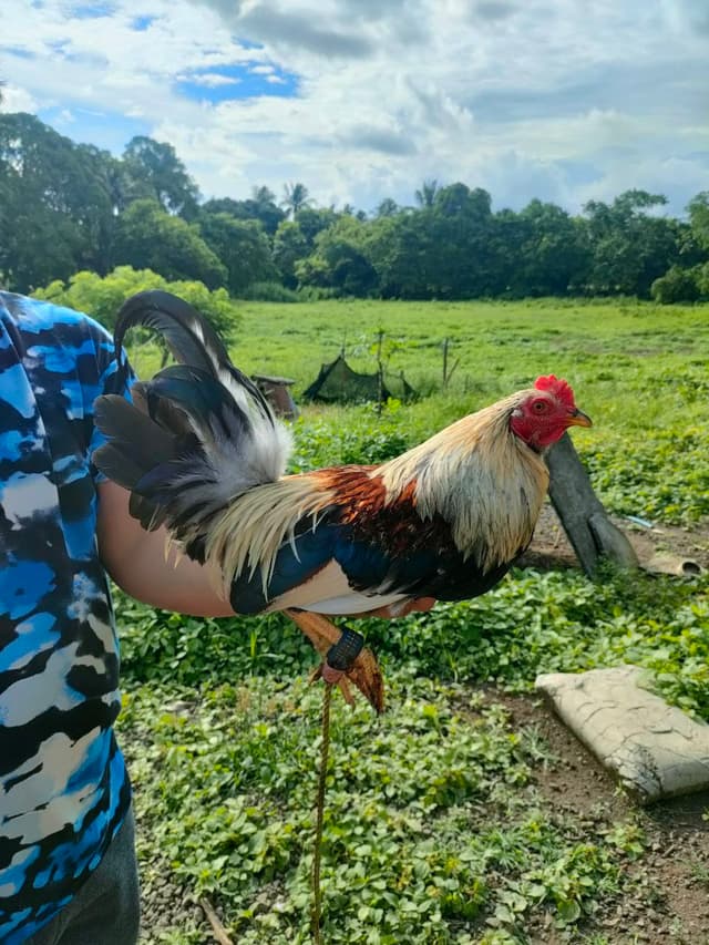 High-Quality Fighting Rooster