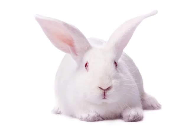 LF Breeder Meat Rabbit New Zealand or Australian