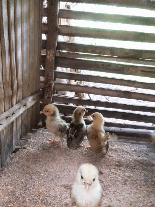 Fancy Chicken 