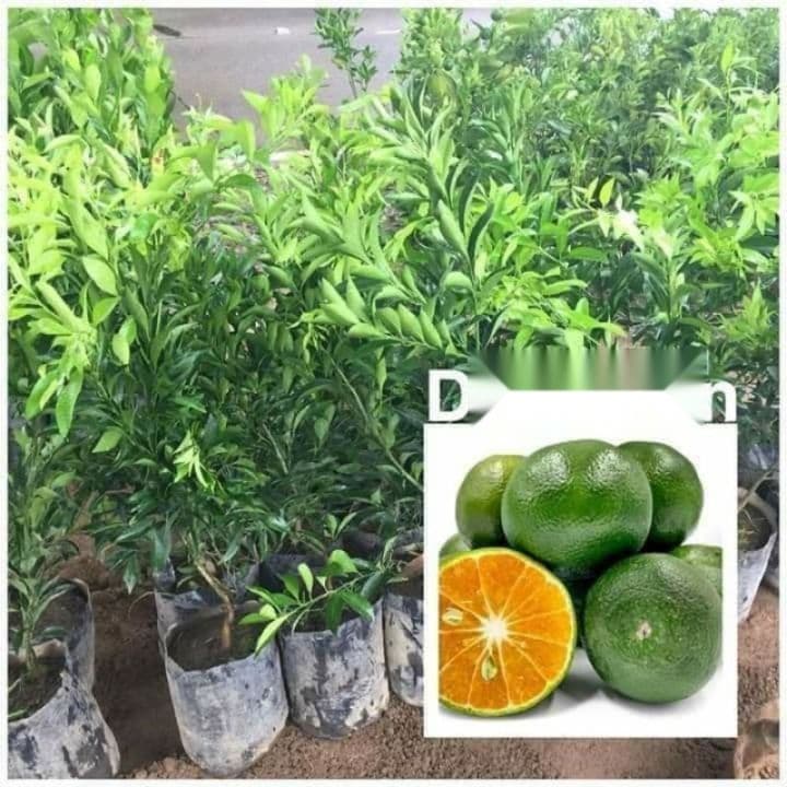 🍊 Dalandan Grafted / Seedling