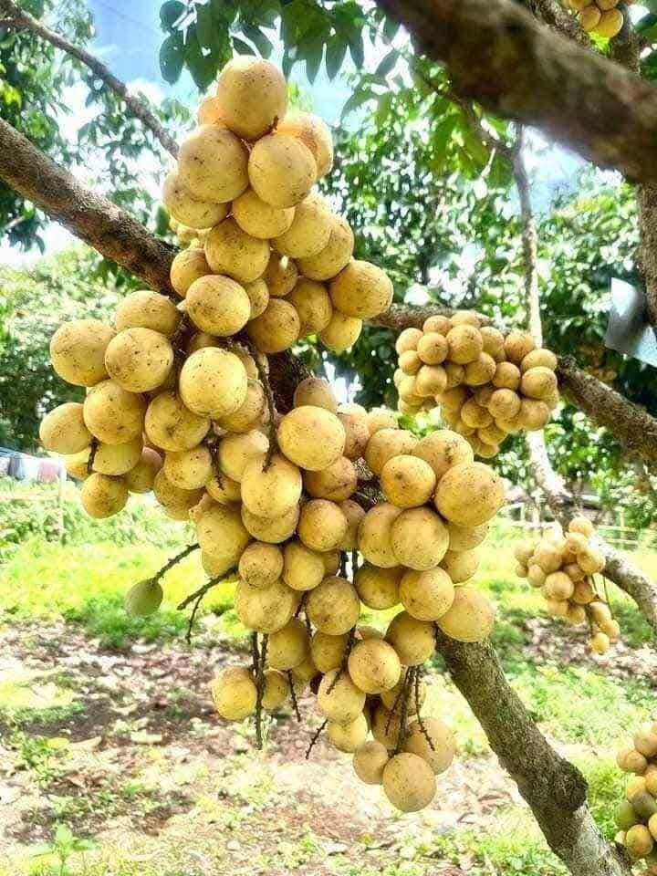 🌳 Lansones Longkong Seedling / Sapling