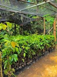 🌳 Lansones Duko Seedling