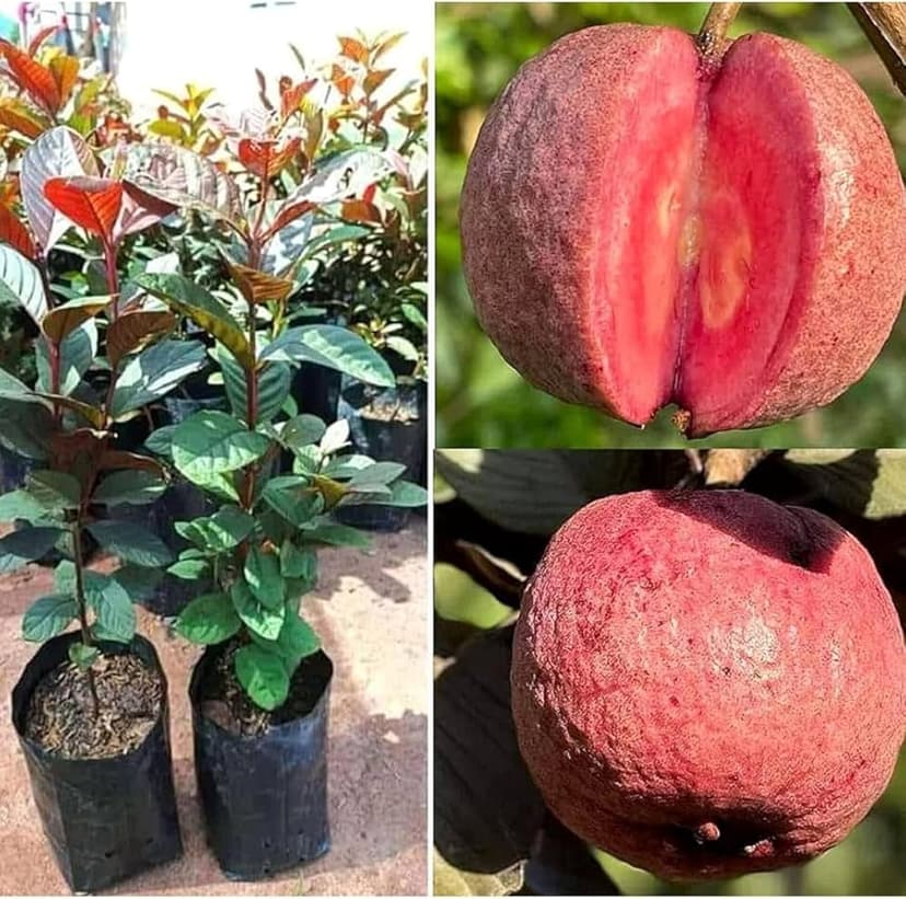 🍎 Red Guava Seedling