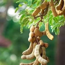 🌰 Native Sampalok (Tamarind) Seedling