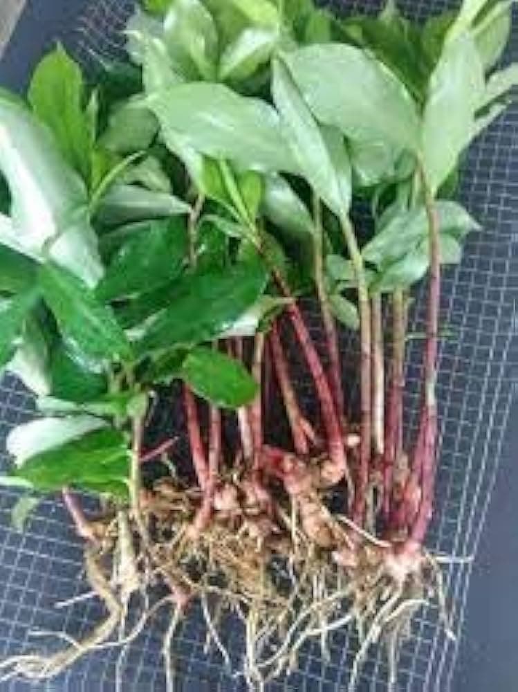 🌿 Insulin Plant Seedling / Cutting