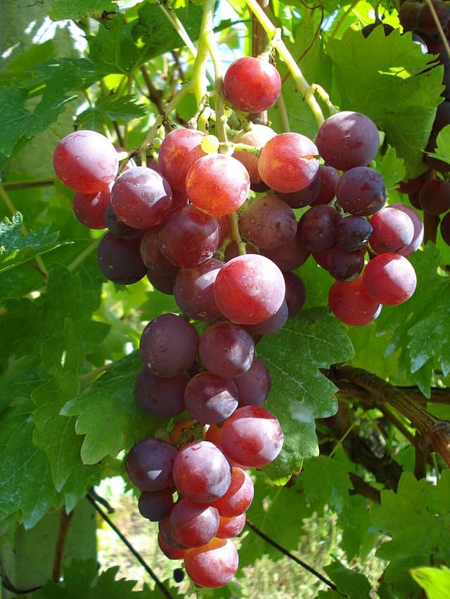 🍇 Red Cardinal Grapes Cutting