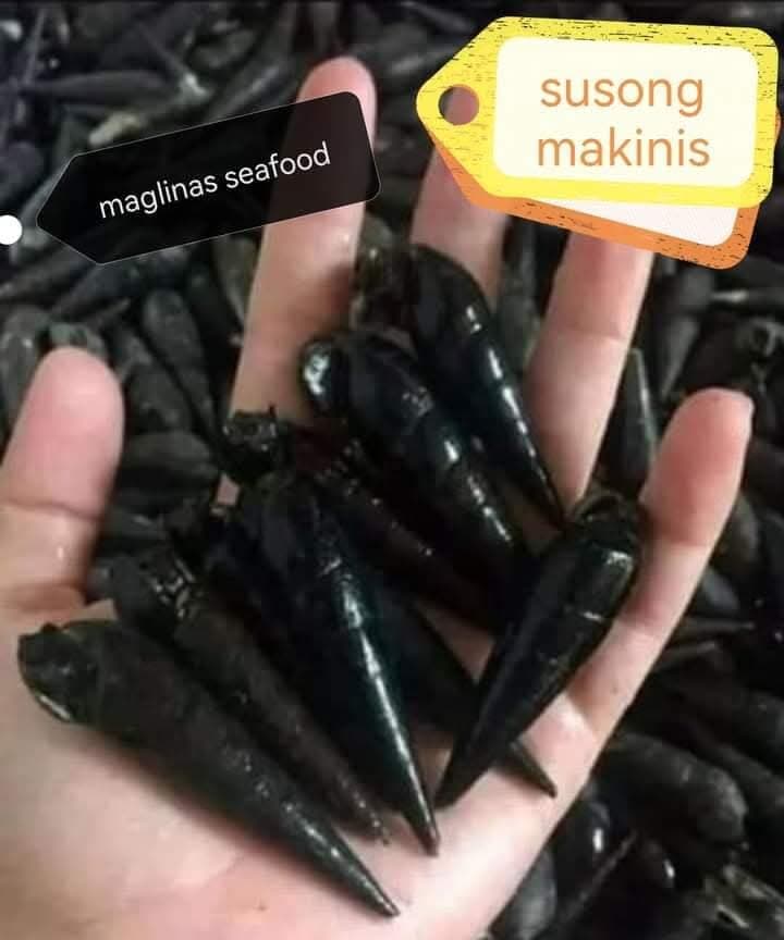 Susong Makinis (Smooth Snail)