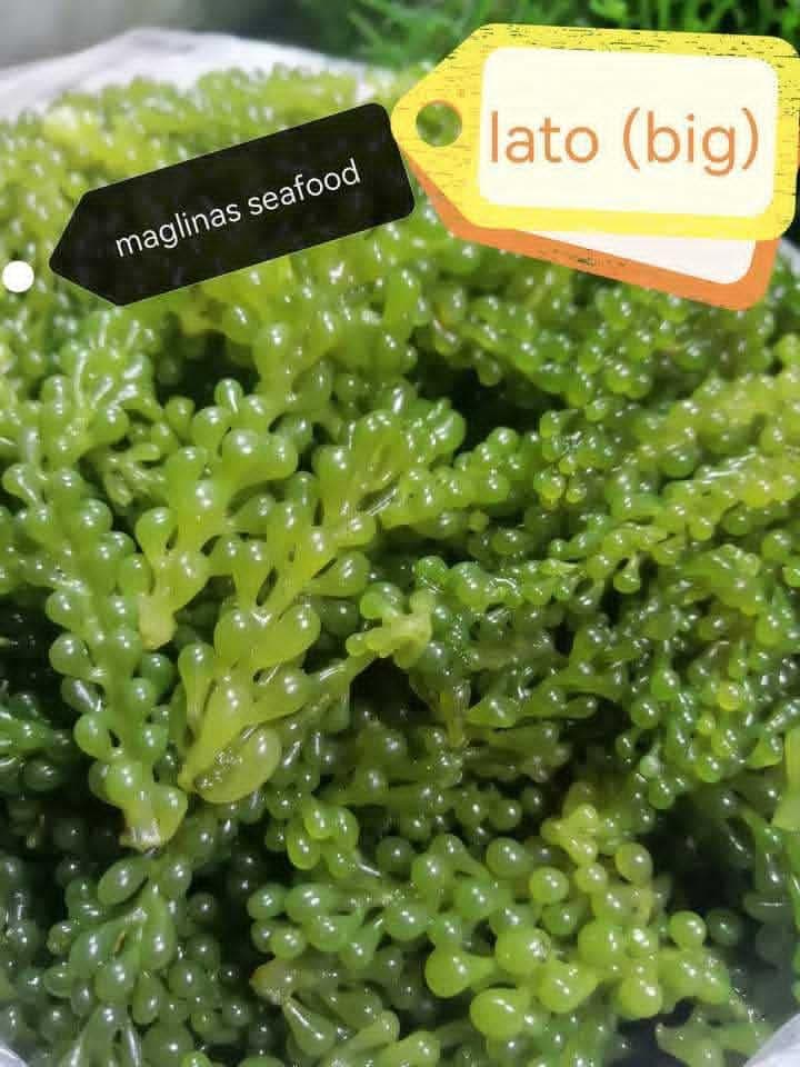 Lato – Big (Sea Grapes)