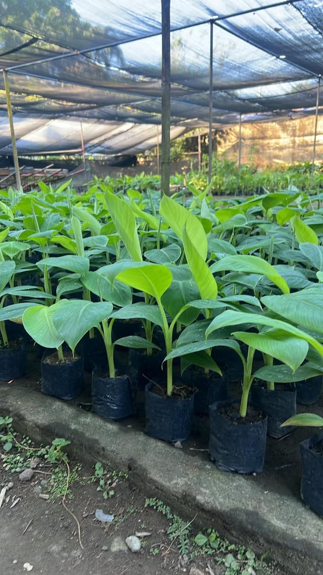 Tissue Cultured Banana Seedlings