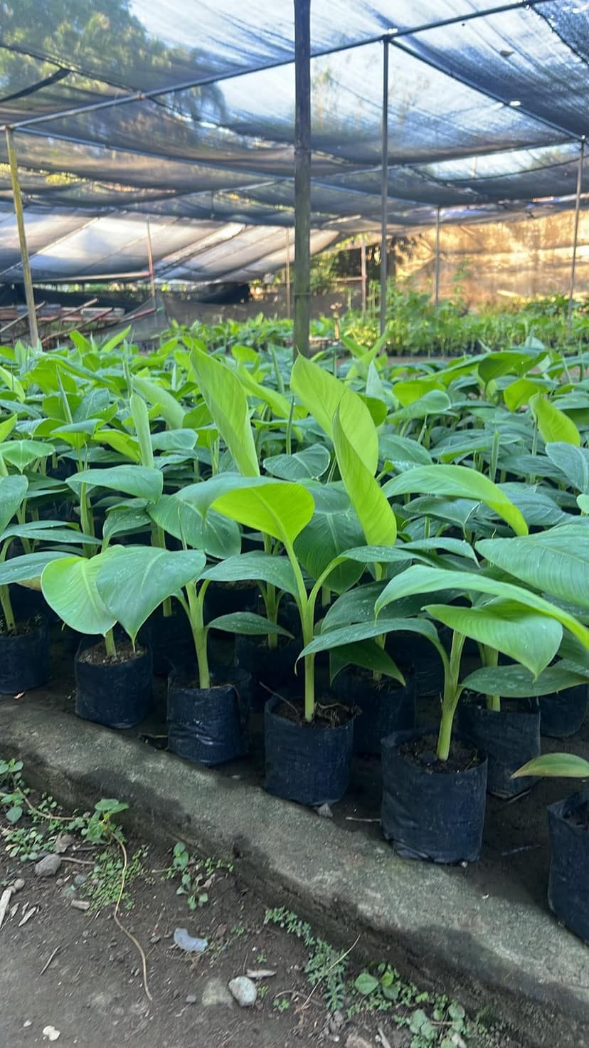 Tissue Cultured Banana Seedlings
