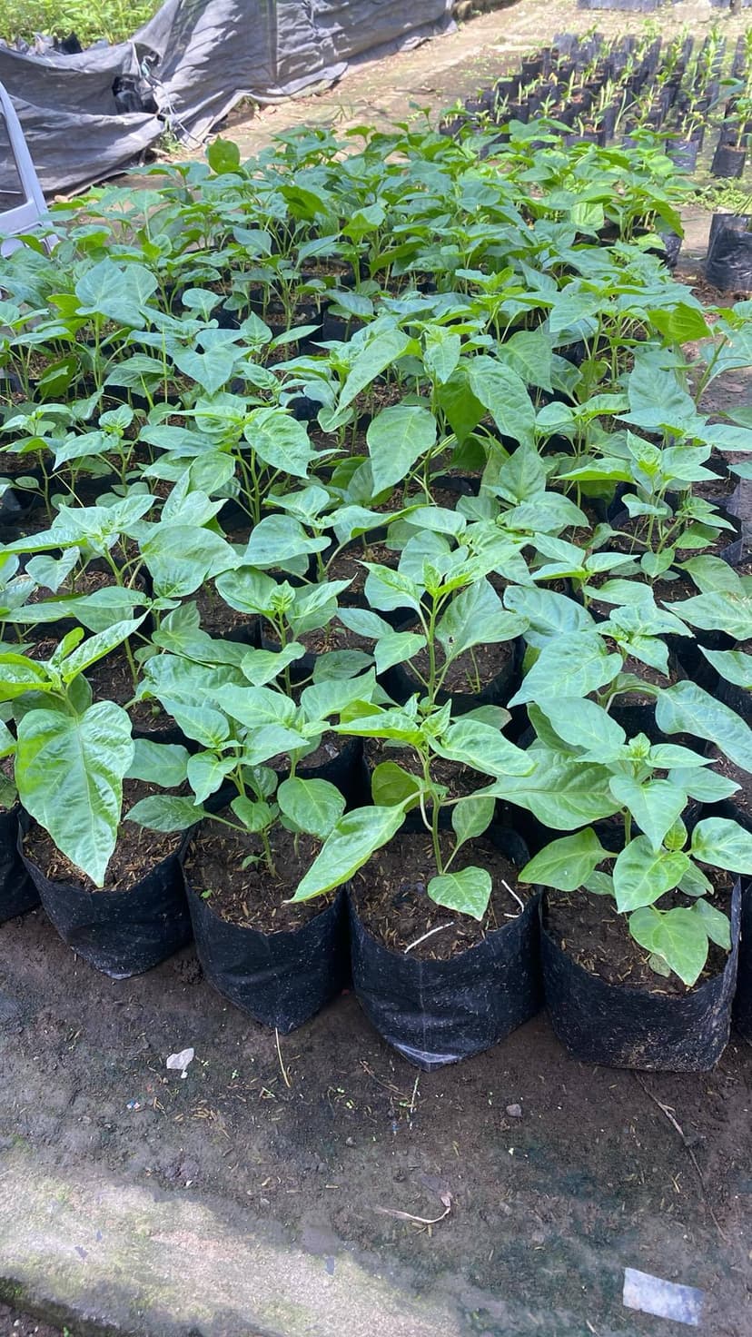 Carolina Reaper Seedlings (pre order)