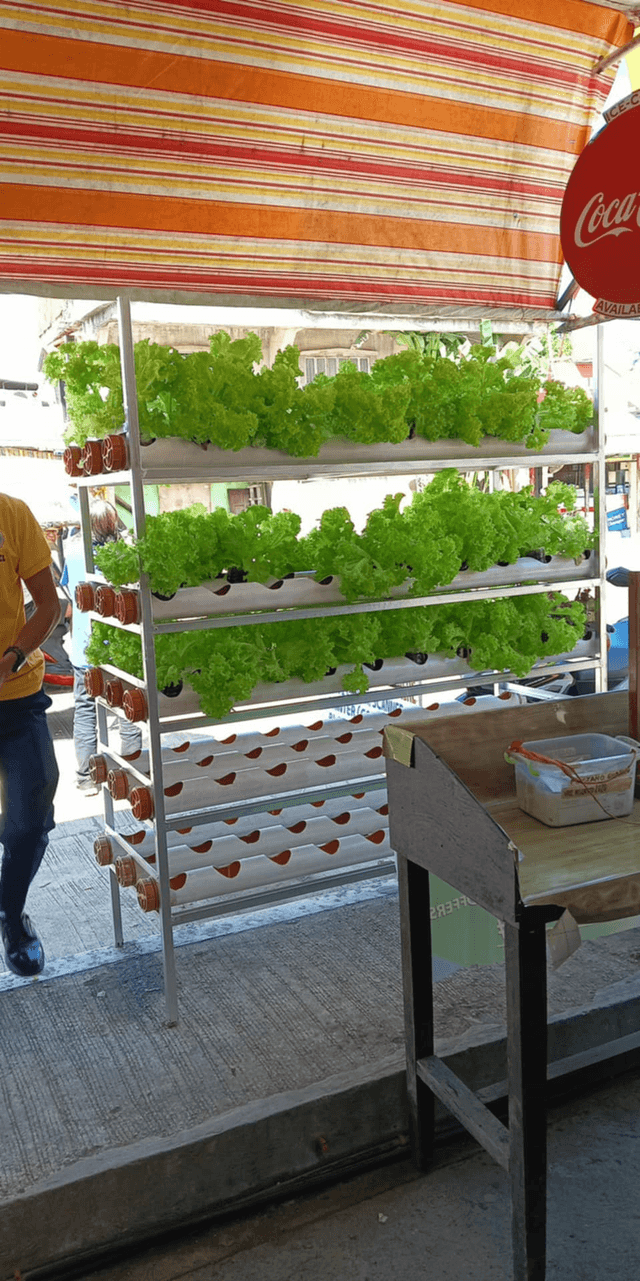 Fluffy Green Lettuce