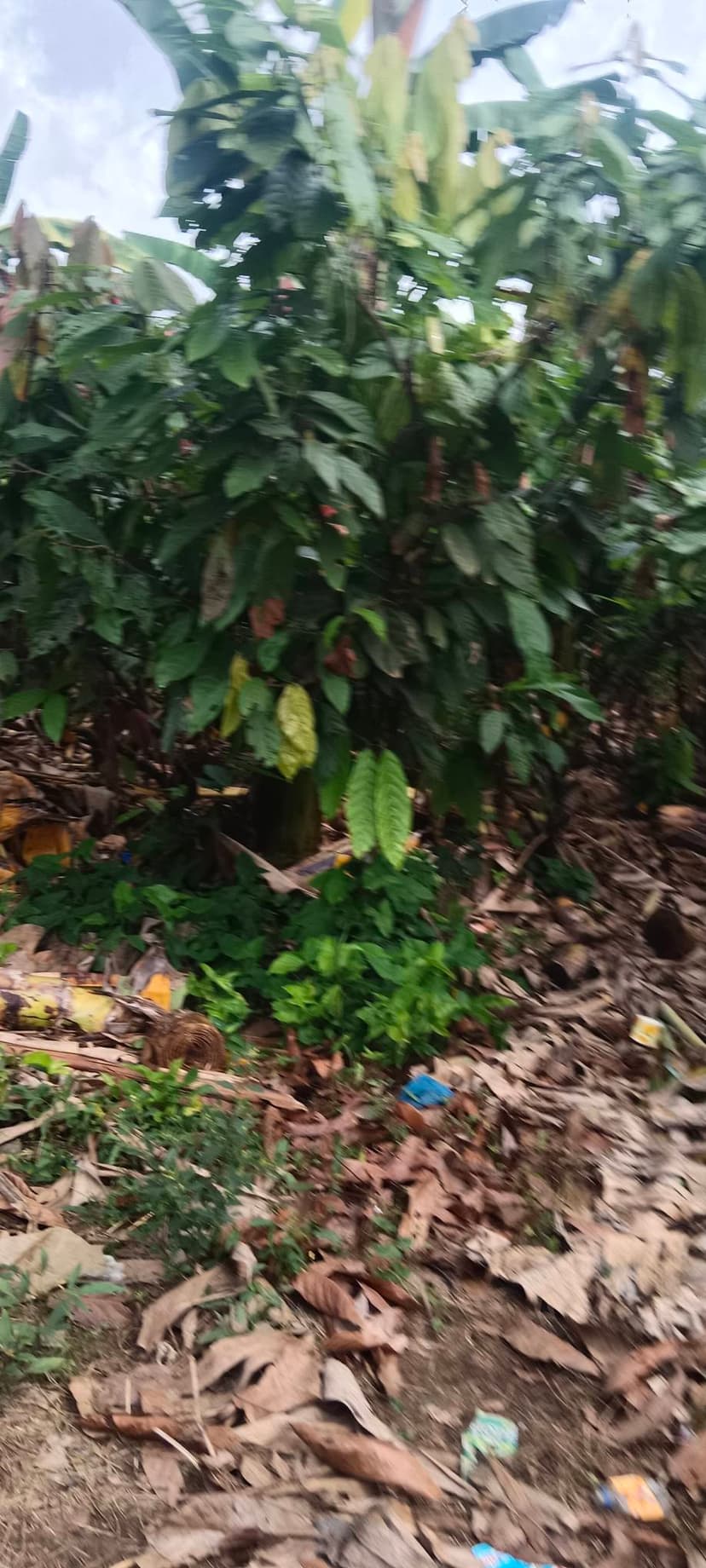 Cacao farm lot
