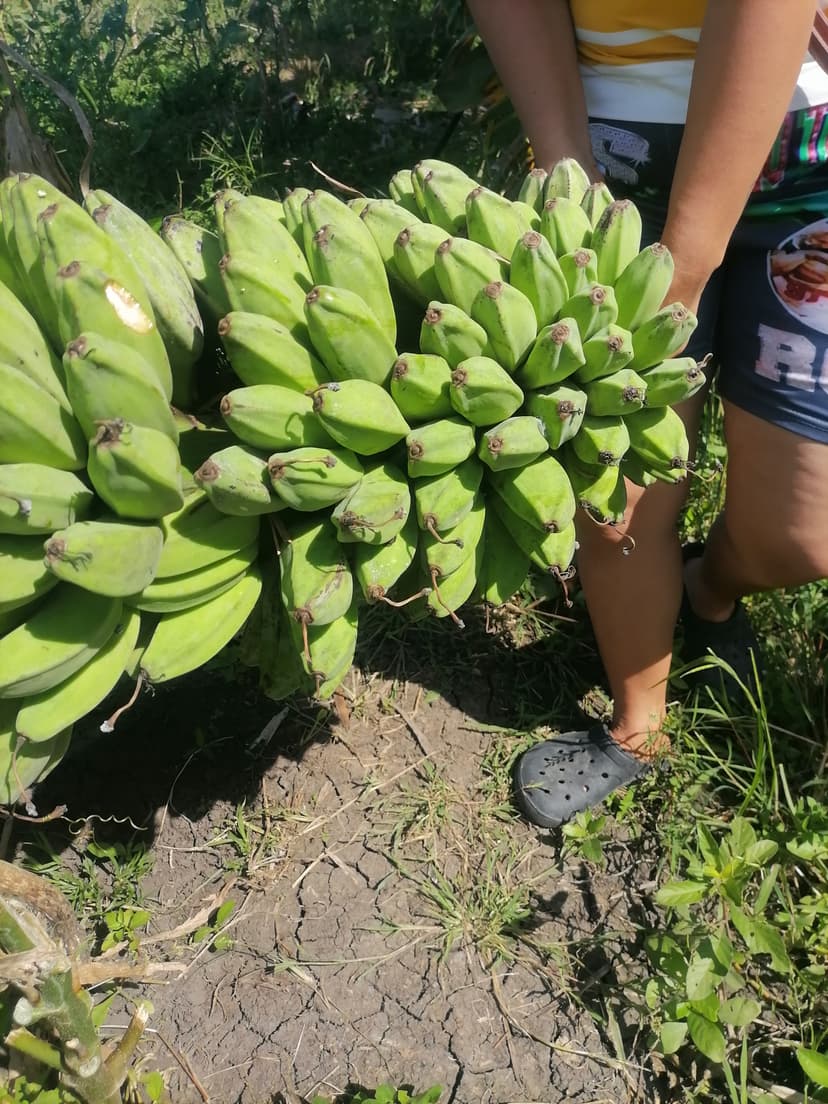 Fresh and newly harvested banana saba