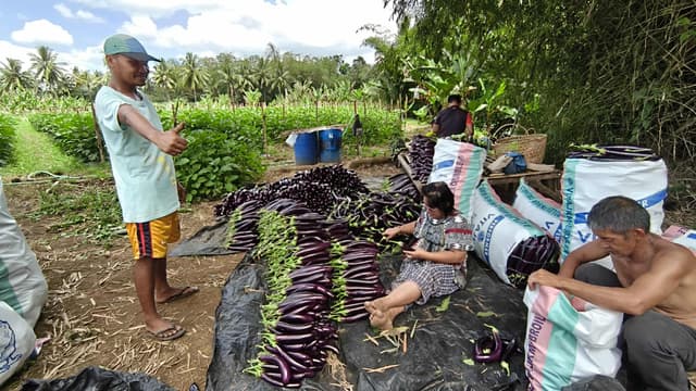 Farm-fresh eggplant